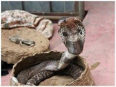 क्या सच में नाग की मौत का बदला लेती है नागिन? जानिए इस बात में कितनी सच्चाई है