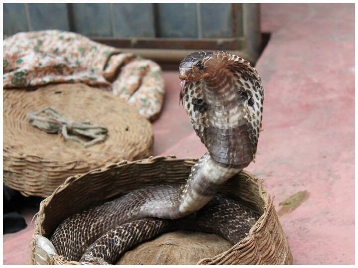 सदियों से दुनिया में सांपों से जुड़े कई मिथक चलते आ रहे हैं. भारत में आमतौर पर माना जाता है कि अगर किसी नाग को मारा तो उसकी नागिन जरूर बदला लेती है. आइए जानते हैं इन मिथकों में कितनी सचाई है.