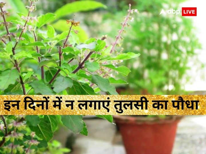 Tulsi Plant never planting at home on Ekadashi grahan and sunday know auspicious days Tulsi Plant: एकादशी, ग्रहण और इन दिनों में कभी न लगाएं तुलसी का पौधा, सौभाग्य की जगह आने लगेगा दुर्भाग्य