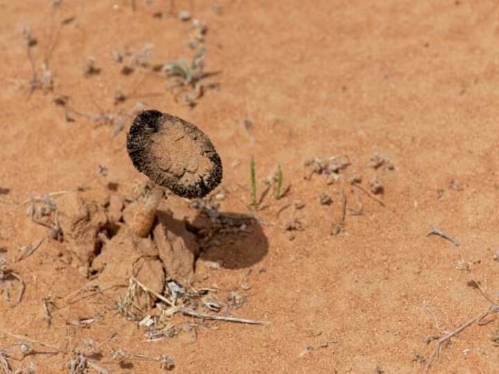 ISIS Killed Syrians: more than 31 syrians people killed by isis during collecting truffles ISIS Killed Syrians: મશરૂમ લેવા ગયા હતા.... ISISએ 31 લોકોને ઉતારી દીધા મોતને ઘાટ
