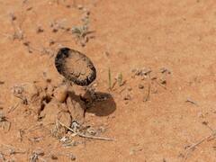 ISIS Killed Syrians: મશરૂમ લેવા ગયા હતા.... ISISએ 31 લોકોને ઉતારી દીધા મોતને ઘાટ