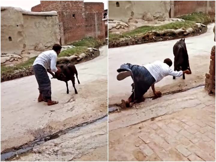 person who forcefully fell goat by holding horns was punished in viral video Video: बकरे के सींग पकड़कर जबरदस्ती परेशान कर रहा था शख्स... कुछ ही देर में मिल गई सजा