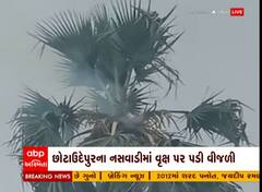 Chhotaudepur : નસવાડીમાં તાડના ઝાડ પર વીજળી પડતા લાગી આગ, જુઓ વીડિયો