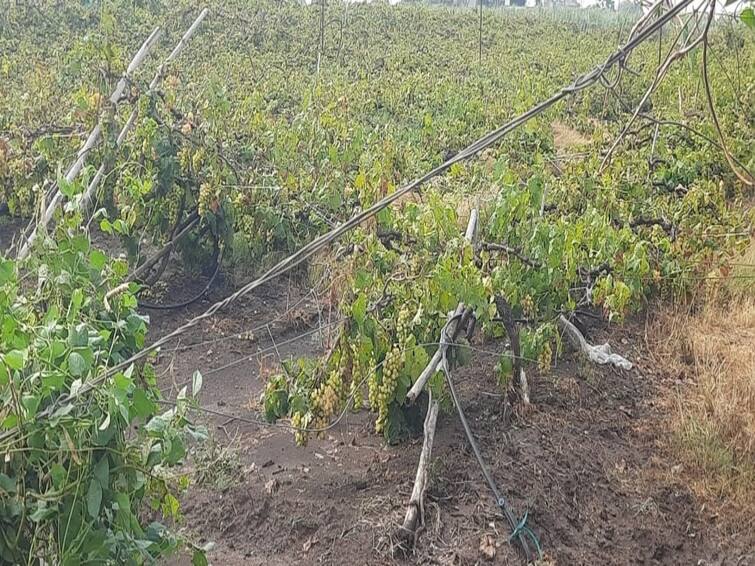 Maharashtra News Nashik news Damage to grape crop on 2 thousand 645 hectares in Nashik district Nashik Rain Update : नाशिक जिल्ह्यातील 2 हजार 645 हेक्टरवरील द्राक्ष पिकाला फटका, दिंडोरी तालुक्यात सर्वाधिक नुकसान