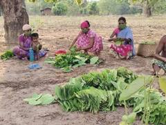 बस्तर के तेंदूपत्ता की मांग में भारी गिरावट, अभी तक शुरू नहीं हुई खरीदी, जानें वजह