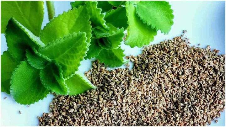 અજવાઈન- અજવાઈન ભારતીય રસોડામાં ખાસ વપરાતો મસાલો છે જે તમને ઘણા ફાયદા આપે છે. તે વજન ઘટાડવા અને ચરબી બર્ન કરવામાં પણ મદદ કરે છે. ગેસની સમસ્યામાં પણ અજમાનું સેવન ખૂબ જ ફાયદાકારક છે, પરંતુ તેનું વધુ પડતું સેવન કરવાથી પેટમાં બળતરા અલ્સર જેવો રોગ થઇ શકે છે.