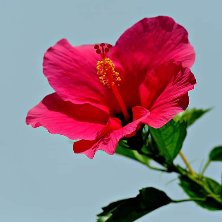 এই ফুলটি মা কালী, দুর্গা এবং ভগবান গণেশের খুব প্রিয়। হনুমানজিও জবা ফুল পছন্দ করেন।