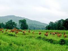 In Pics: UNESCO के विश्व विरासत स्थलों में शामिल होंगी MP की चार नई हेरिटेज साइट्स, तस्वीरों में देखें झलकी