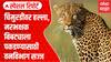 Nashik Trimbakeshwar : चिमुरडीवर हल्ला, नरभक्षक बिबट्याला पकडण्यासाठी वनविभाग सज्ज Special Report