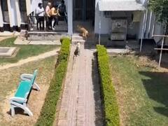 AMU कैंपस में आवारा कुत्तों के हमले में डॉक्टर की मौत के बाद एक्शन में नगर निगम, शुरू की धरपकड़