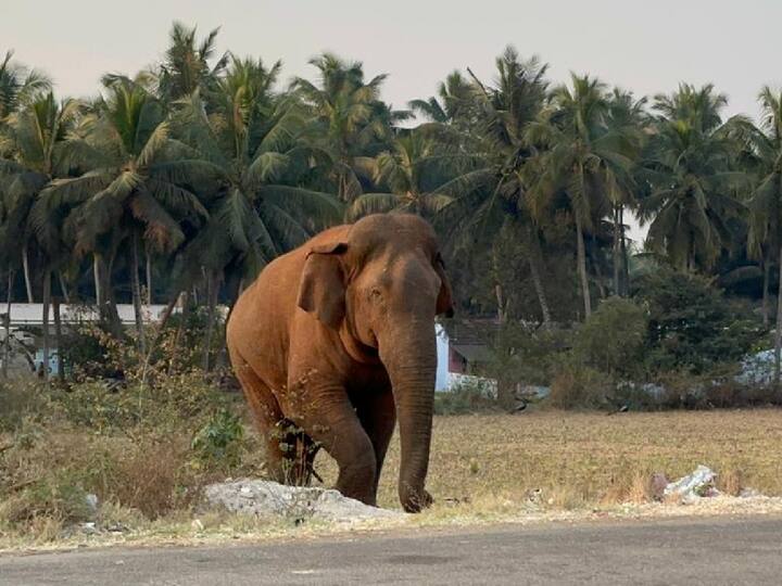The forest department is searching for the Magna elephant that has left the forest again in coimbatore TNN கோவை: மீண்டும் வனப்பகுதியில் இருந்து வெளியேறிய மக்னா யானை - தேடும் பணிகள் தீவிரம்