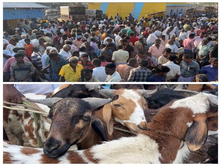 Nellai news Ramadan festival is near Muslims flock to Melapalayam goat market Sale in Crores TNN நெருங்கிய ரமலான் பண்டிகை..மேலப்பாளையம் ஆட்டுச்சந்தையில் அலைமோதும் இஸ்லாமியர்கள் - கோடியில் விற்பனை