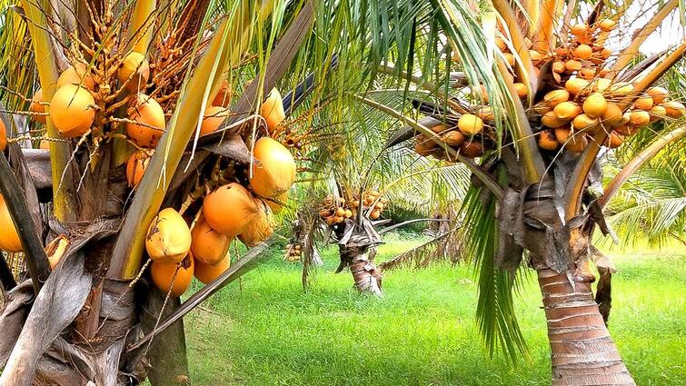 Thanjavur What can be done to increase fruiting capacity in coconut? Agriculture Department idea TNN தென்னையில் காய்க்கும் திறன் அதிகரிக்க என்ன செய்யலாம்?  - வேளாண் துறை யோசனை