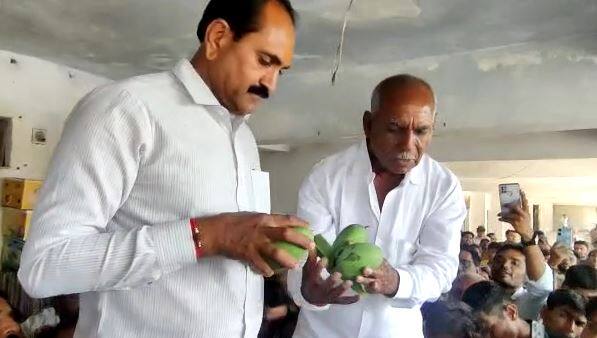 Gir somnath Mango Auction at Talala Gir Gir somnath: તાલાલા ગીર ખાતે કેસર કેરીની હરાજી, પ્રથમ દિવસે 7 હજાર કેરીના બોક્સની આવક થઈ