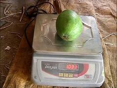 Nagpur Mango : नागपूरच्या कळमना कृषी उत्पन्न बाजारसमितीत एक किलो आंब्यांची चर्चा