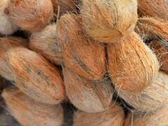 सिर्फ नारियल नहीं, इसके छिलके भी हैं बड़े काम की चीज, जानें किन कामों में कर सकते हैं इस्तेमाल