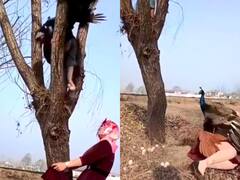 Video: पेड़ से मोरनी के अंडे चुरा रही थी महिला... तभी मोर ने ऐसे सिखाया सबक