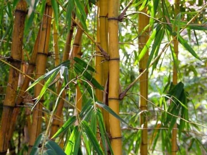 Bastar famous for 200 Species of Bamboo Also known as Bamboo Stem ann Bastar News: छत्तीसगढ़ के इस जिले में है बांस की 200 प्रजातियां, बैम्बू सेटम के नाम से है मशहूर