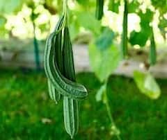 Turai Benefits:ગરમીમાં તુરિયાના શાકનું અચૂક કરો સેવન, વેઇટ લોસ સહિત આ રોગમાં છે ઔષધ સમાન