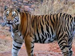 महाराष्ट्र में बाघों की आबादी में 23 फीसदी की बढ़ोतरी, जानें कहां हैं सबसे ज्यादा 