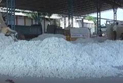 Cotton : नंदुरबार बाजार समितीत 75 हजार क्विंटल कापसाची खरेदी