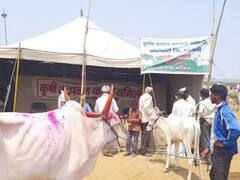 सांगली : आटपाडी तालुक्यातील खरसुंडीत जनावरांच्या यात्रेत सात कोटींची उलाढाल, तीन राज्यातील शेतकरी सहभागी