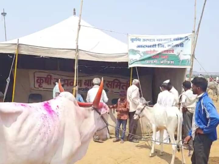 सांगली आटपाडी तालुक्यातील खरसुंडी येथील खिलार जनावरांच्या पाच दिवसांच्या यात्रेची सांगता झाली.