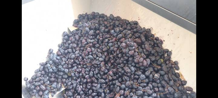 या फॅक्टरीमधून अवकाळी पावसाच्या तडाख्यातून किंवा निर्यात न होणाऱ्या द्राक्षांमधून 7 प्रकारच्या वाईन बनवता येतात.