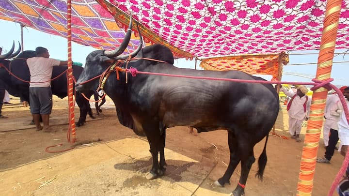 यात्रेत खिलार गाई,लहान खोंड, प्रजोत्पादनासाठी आणि शर्यतीसाठी वापरले जाणारे वळू आणि शेती कामासाठी वापरले जाणारे बैल खरेदीसाठी मोठया प्रमाणात आले होते. अत्यंत आकर्षक ही पाळीव जनावरे चपळ, काटक असतात.