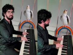 शख्स पियानो बजा रहा और तोता साथ में बढ़िया गाना गा रहा...! कभी देखा है ऐसा Video