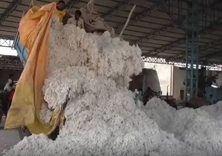 कापसाच्या दरात आणखी वाढ होण्याची अपेक्षा शेतकऱ्यांनी व्यक्त केली आहे. मागील वर्षी कापसाचा दर हा 11 हजारांच्या आसपास गेला होता. यवर्षी मात्र, आठ हजार रुपयापर्यंतचा दर मिळत आहे.