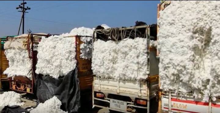 नंदुरबार कृषी उत्पन्न बाजार समितीनं 15 एप्रिलपर्यंत 75 हजार क्विंटल कापूस खरेदीचा टप्पा पार केला आहे. मागील वर्षी 15 एप्रिल पर्यंत 55 हजार क्विंटल कापसाची खरेदी झाली होती.