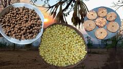 Ippa Puvvu Special Dishes : Adilabad Tribal విలేజ్స్ లో ఇప్పపూవే జీవనాధారం | DNN | ABP Desam