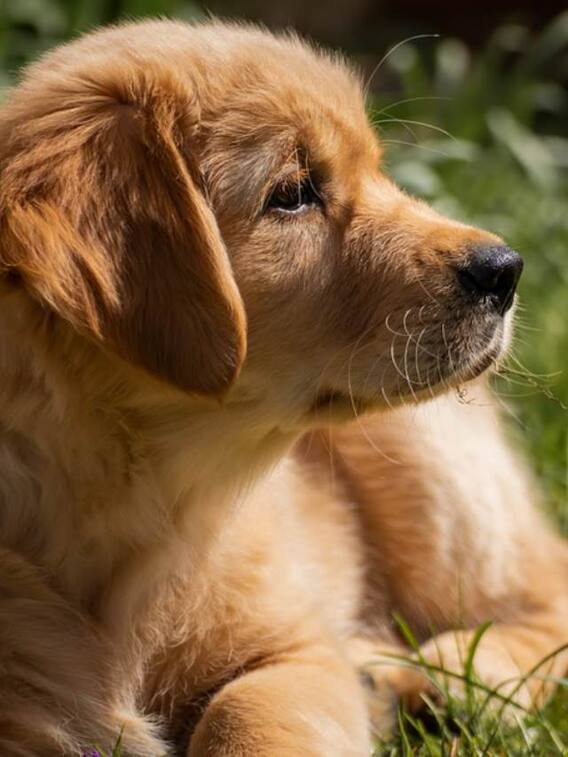 अंधविश्वास! आत्माओं से बचाने के लिए बच्चों की कर देते हैं कुत्तों से शादी