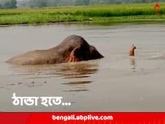 খাঁ খাঁ রোদ যেন গিলে খাচ্ছিল, জলে গা ডুবিয়ে ঠান্ডা হল রামলাল