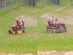 कभी देखा है कुत्ते को लॉन की घास काटते हुए...? अगर नहीं, तो यहां देख लीजिए