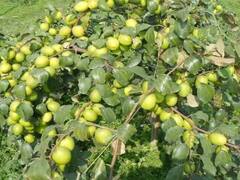 ॲपल बोर जास्त खाल्याने 65 मेंढ्यांचा मृत्यू: छत्रपती संभाजीनगरमधील घटना