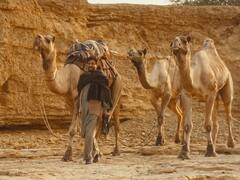 The Song Of The Scorpions Trailer: Irrfan Khan's Last Film Tells The Tale Of A Lovelorn Man