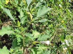 राजस्थान में मिली धतूरे की नई प्रजाति, पर्यावरण विशेषज्ञ डॉ. सतीश शर्मा ने उदयपुर के धार में की खोज