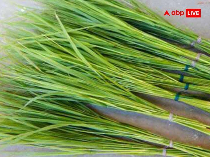 कुश: कुश एक प्रकार का घास होता है, जिसे बहुत पवित्र माना जाता है. ग्रहणकाल के दौरान भी यह घास पवित्र रहता है. ग्रहण में तुलसी पत्ते की तरह कुश का प्रयोग भी अन्न-जल को दूषित होने से बचाने के लिए किया जाता है.