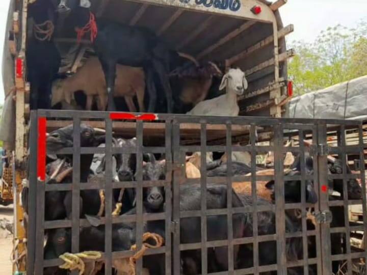 Karur, traders are worried because of insufficient sales of goats for Ramzan TNN ரம்ஜான் பண்டிகைக்கு  போதுமான அளவுக்கு விற்பனை ஆகாத ஆடுகள் - கரூர் வியாபாரிகள் கவலை