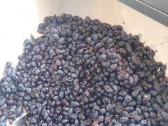 Sangli News : ग्रेप सिटी वाइनरी सहकारी संस्थेतून 7 प्रकारच्या वाईन; अडचणीमधील द्राक्ष शेतकऱ्यांना मोलाचा आधार