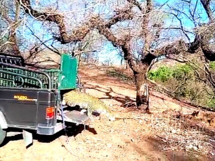 Jodhpur leopard in residential area from jungle released into Kumbhalgarh Wildlife Sanctuary ANN Jodhpur: रास्ता भटक आबादी में पहुंचा लेपर्ड, दो दिन तक दहशत में रहे लोग, वन विभाग ने रेस्क्यू कर कुंभलगढ़ में छोड़ा