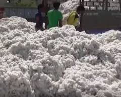 Cotton : नंदुरबार बाजार समितीत 75 हजार क्विंटल कापसाची खरेदी