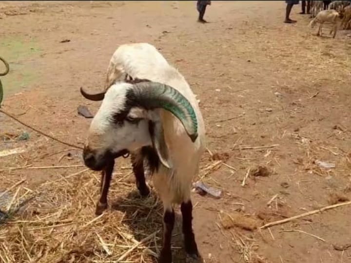 ரம்ஜான் பண்டிகைக்கு  போதுமான அளவுக்கு விற்பனை ஆகாத ஆடுகள் - கரூர் வியாபாரிகள் கவலை