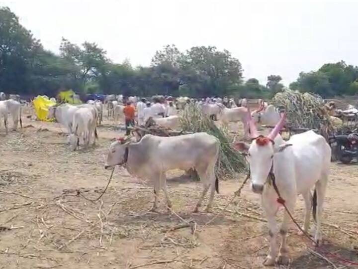 खिलार जनावराच्या यात्रेत तब्बल सात कोटींची उलाढाल झाली.