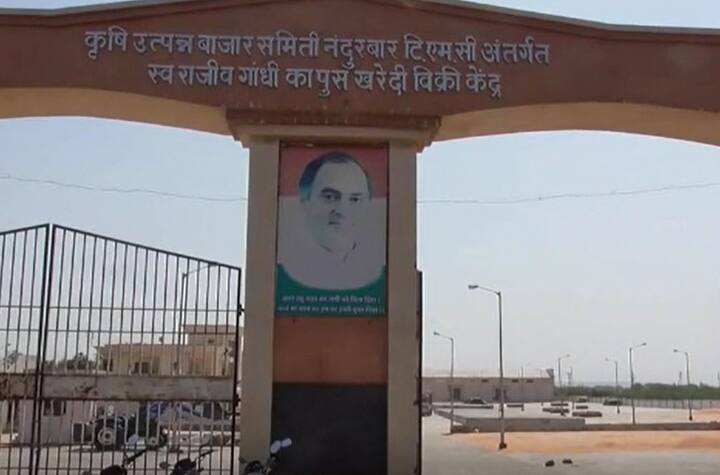 नंदुरबार कृषी उत्पन्न बाजार समितीमध्ये (Nandurbar Market committee)  मोठ्या प्रमाणात कापसाची (Cotton) आवक वाढली