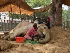 Pakistan Prays For Noor Jehan As Karachi Zoo Faces Criticism Over ‘Neglect’ Of Animals