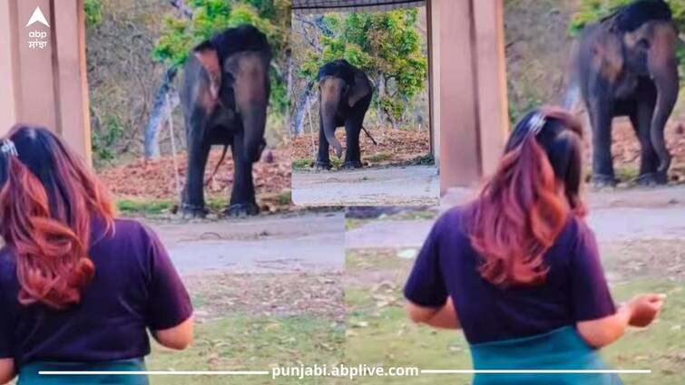 viral-video-elephant-dancing-with-girl-at-jim-corbett-national-park ਕੁੜੀ ਦਾ ਡਾਂਸ ਦੇਖ ਕੇ ਹਾਥੀ ਵੀ ਉਸ ਦੀ ਨਕਲ ਕਰਦਾ ਆਇਆ ਨਜ਼ਰ, ਪਰ ਵੀਡੀਓ 'ਚ ਕੁਝ ਅਜਿਹਾ ਦੇਖਣ ਨੂੰ ਮਿਲਿਆ ਕਿ ਅੱਗ ਬਬੂਲਾ ਹੋਏ ਲੋਕ