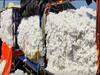 Cotton : नंदुरबार बाजार समितीत 75 हजार क्विंटल कापसाची खरेदी, साडेसात ते आठ हजार रुपयांचा मिळतोय दर